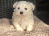 Show Kalite Maltese Terier Bebekler
