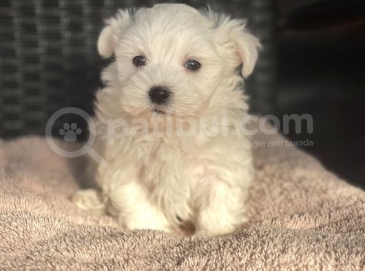Show Kalite Maltese Terier Bebekler görsel