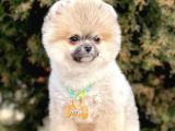 Safkan Pomeranian Boo Yavrularımız