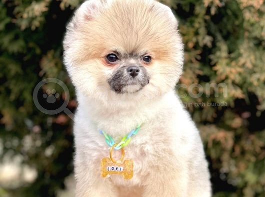 Safkan Pomeranian Boo Yavrularımız görsel