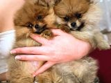 Tea Cup Pomerani̇an Boo Erkek Bebekler