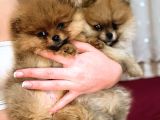 Tea Cup Pomerani̇an Boo Erkek Bebekler