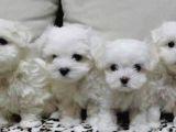 Kivircik Pamuk Şekeri Maltese Yavrular