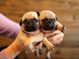 Erkek Ve Dişi Show Kalite Pug Yavruları