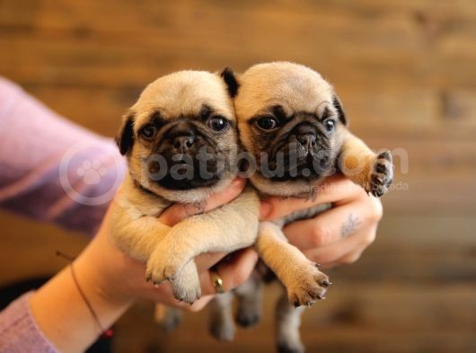 Erkek ve Dişi Show Kalite Pug Yavruları