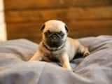 Erkek Ve Dişi Show Kalite Pug Yavruları