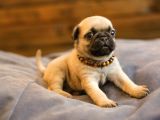 Erkek Ve Dişi Show Kalite Pug Yavruları