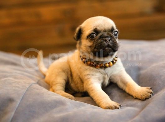 Erkek Ve Dişi Show Kalite Pug Yavruları görsel