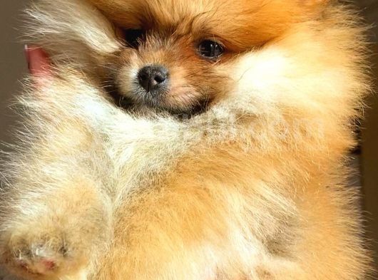 Orange Pomerani̇an Boo Üst Kali̇te Oğlumuz görsel