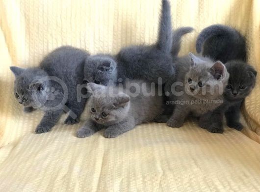 Scotti̇sh Fold Di̇şi̇ Ve Erkek Yavrularimiz