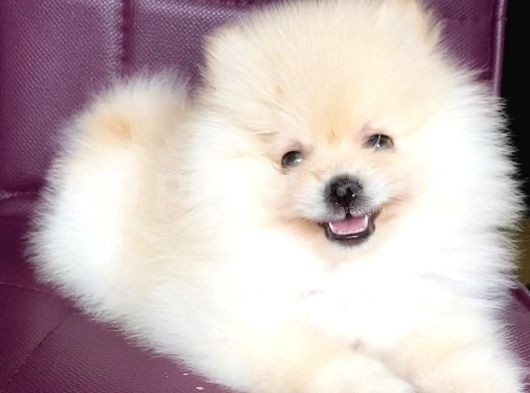 Pomerani̇an Boo Gülen Yüz Kizimiz görsel