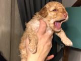 Bebek Toy Poodle