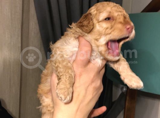 Bebek Toy Poodle