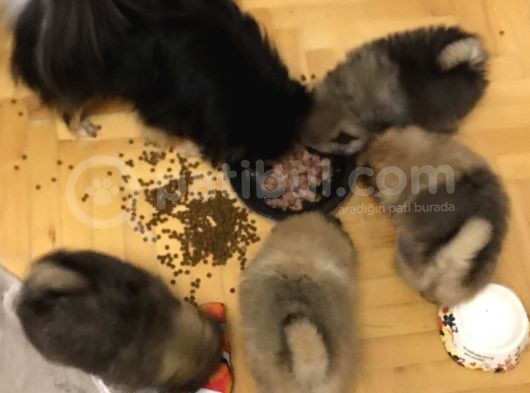 Ankara Pomeranian Yavrular görsel