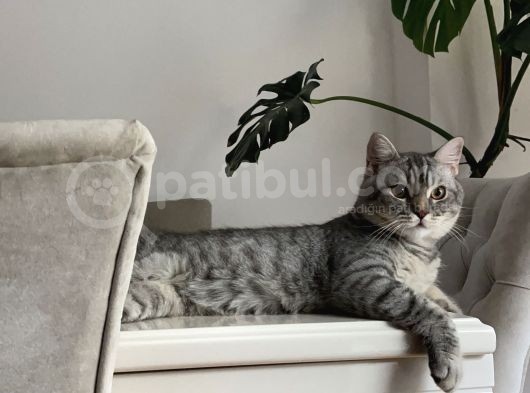Çok Uysal 1,5 Yaşında görsel