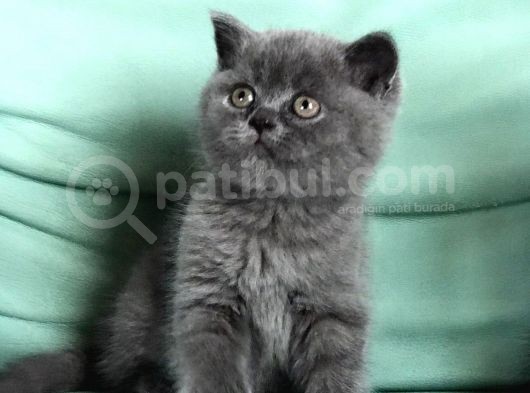 Safkan Bri̇ti̇sh Shorthai̇r Di̇şi̇ Ve Erkek Yavrularimiz görsel