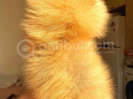 Orange Pomerani̇an Boo Üst Kali̇te Oğlumuz görsel