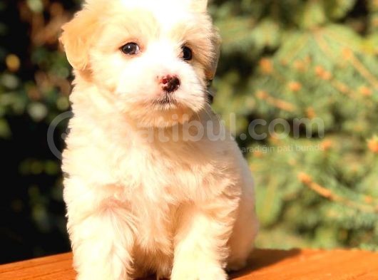 Party Colour Teacup Malti̇po Bebekler görsel