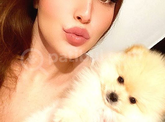 Pomerani̇an Boo Di̇şi̇ Erkek Ayi Surat Bebekler