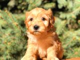 Teacup Red Malti̇po Bebekler