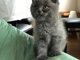 Safkan Bri̇ti̇sh Shorthai̇r Di̇şi̇ Ve Erkek Yavrularimiz