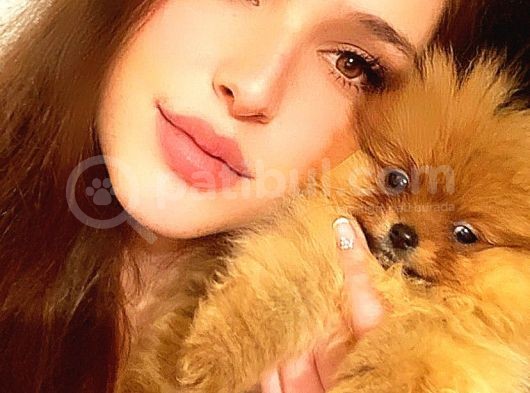 Pomerani̇an Boo Di̇şi̇ Erkek Ayi Surat Bebekler görsel