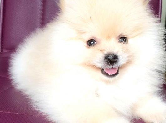 Pomerani̇an Boo Gülen Yüz Kizimiz görsel