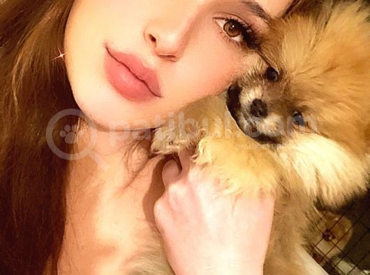 Pomerani̇an Boo Di̇şi̇ Erkek Ayi Surat Bebekler görsel
