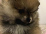 Ankara Pomeranian Yavrular