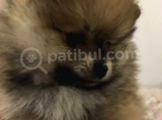 Ankara Pomeranian Yavrular görsel
