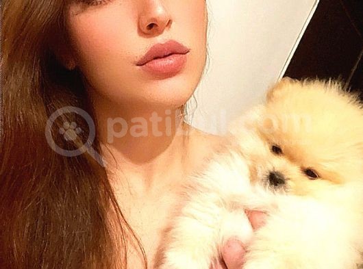 Pomerani̇an Boo Di̇şi̇ Erkek Ayi Surat Bebekler görsel