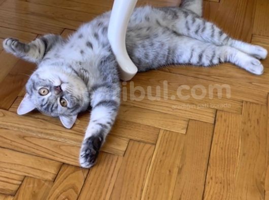 Çok Uysal 1,5 Yaşında görsel