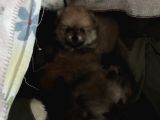Ankara Pomeranian Yavrular
