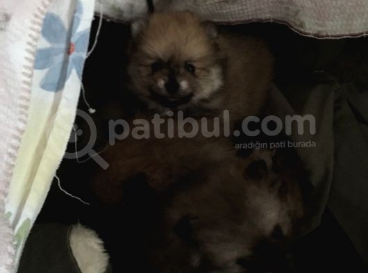 Ankara Pomeranian Yavrular görsel