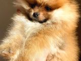 Orange Pomerani̇an Boo Üst Kali̇te Oğlumuz