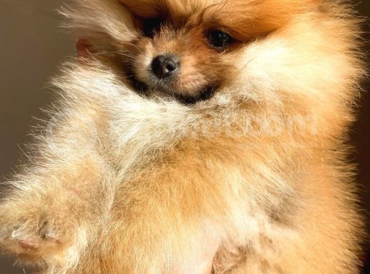 Orange Pomerani̇an Boo Üst Kali̇te Oğlumuz