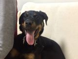 Rotweiller Yavrusu 6 Aylık