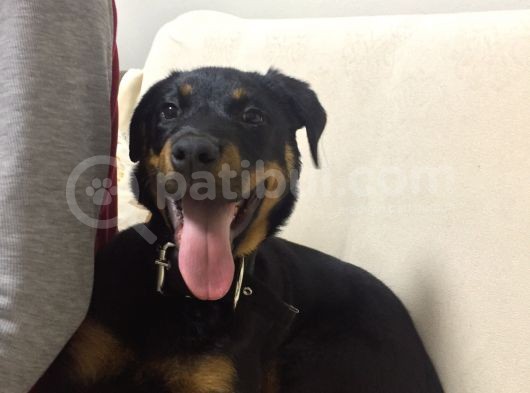 Rotweiller Yavrusu 6 Aylık