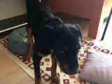 Rotweiller Yavrusu 6 Aylık