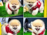 Teddy Bear Pomerani̇an Boo