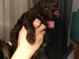 Bebek Toy Poodle