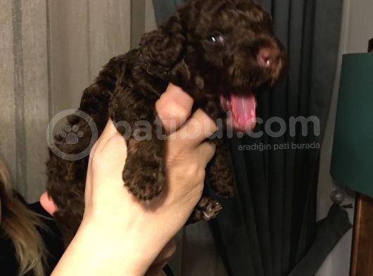 Bebek Toy Poodle görsel