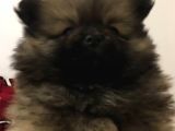 Ankara Pomeranian Yavrular