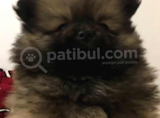 Ankara Pomeranian Yavrular görsel