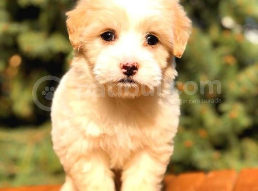 Party Colour Teacup Malti̇po Bebekler görsel