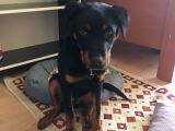 Rotweiller Yavrusu 6 Aylık