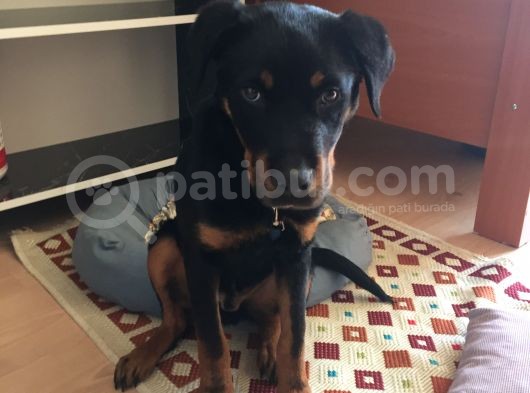 Rotweiller Yavrusu 6 Aylık görsel