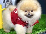 Teddy Bear Pomerani̇an Boo