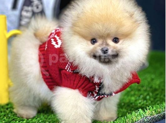 Teddy Bear Pomerani̇an Boo görsel