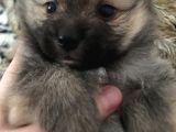 Ankara Pomeranian Yavrular